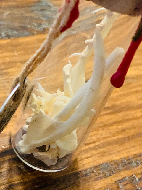 Bones of the Voodoo Serpent