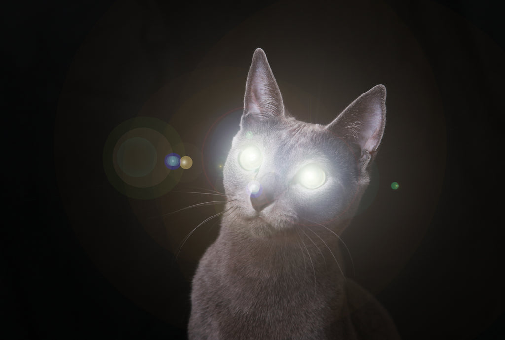 IGNITING ANIMAL SPIRITS INTO ANOTHER PIECE