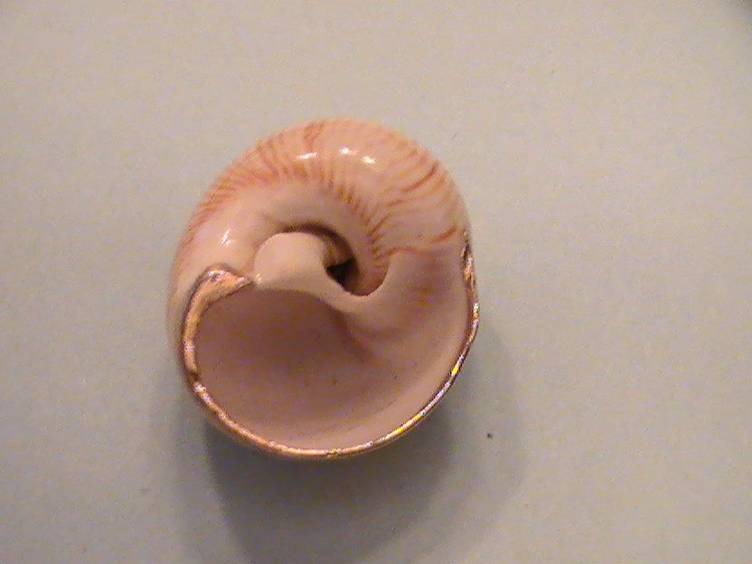 SEXY MERMAIDS OF WEALTH AND WONDER-7